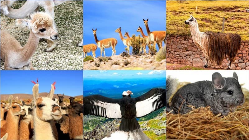 Andes Mountains Animals