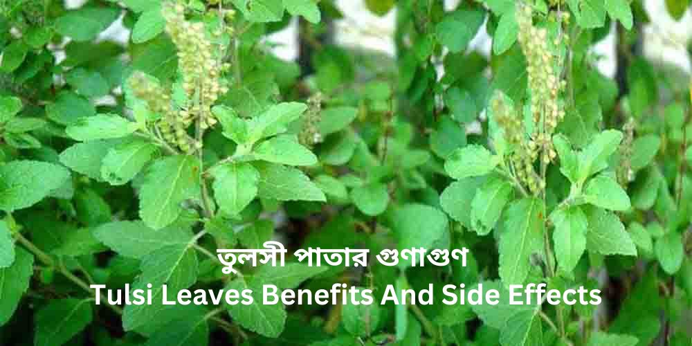 তুলসী পাতার গুণাগুণ | Tulsi Leaves Benefits And Side Effects in Bengali