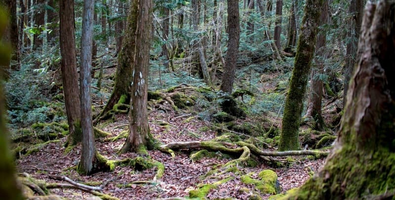 সুইসাইড ফরেস্ট, ওকিগাহারা, জাপান (Suicide forest Aokigahara Japan)